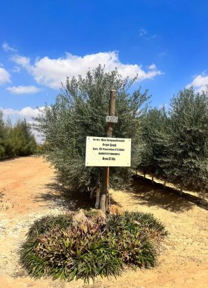 WhatsApp Image 2024-12-25 at 2.09.24 PM