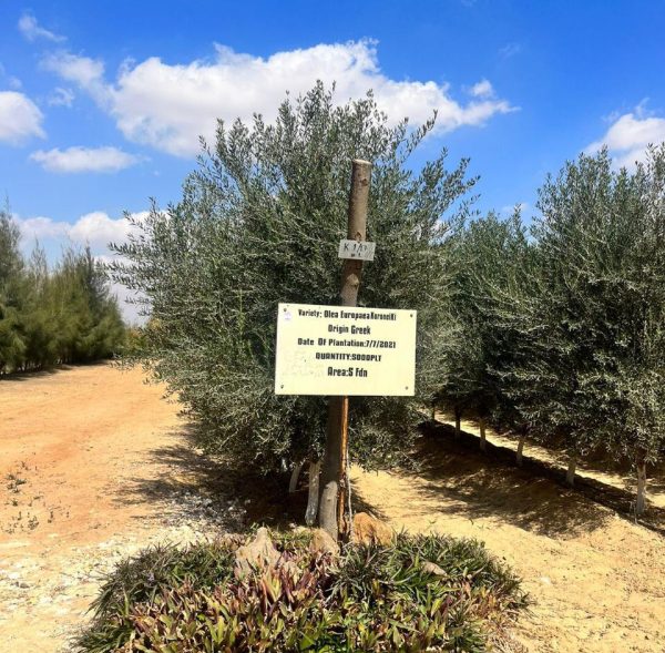 WhatsApp Image 2024-12-25 at 2.09.24 PM