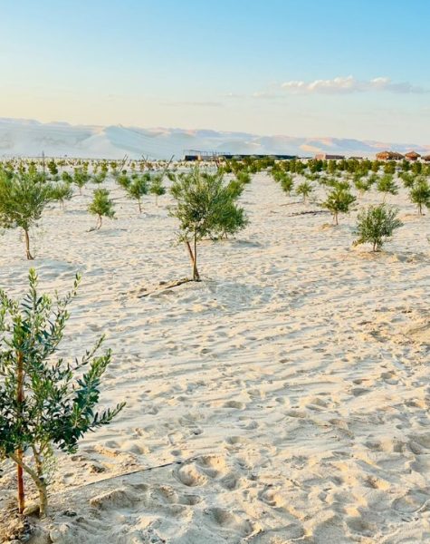 WhatsApp Image 2025-11-08 at 1.03.34 PM