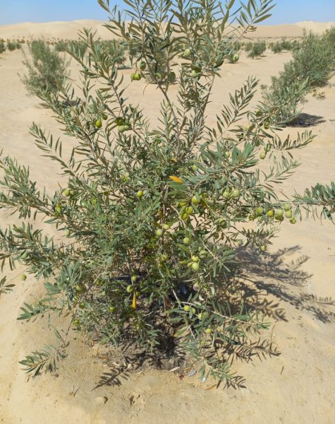 WhatsApp Image 2025-11-08 at 1.05.46 PM