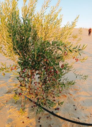 WhatsApp Image 2025-11-08 at 1.05.58 PM