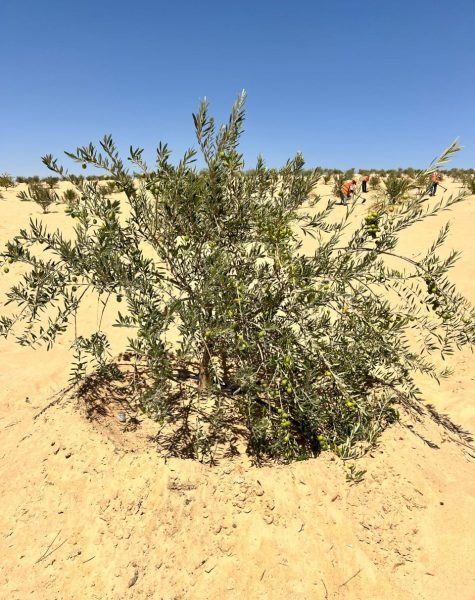 WhatsApp Image 2025-11-08 at 5.54.56 PM